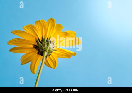 Photo macro d'une fleur sauvage de tournesol, Heliopsis helianthoides Banque D'Images