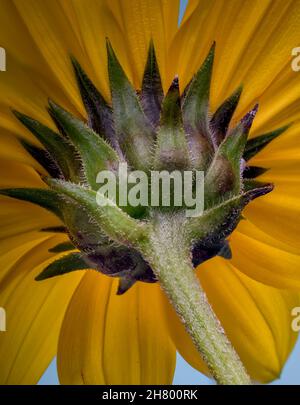 Photo macro d'une fleur sauvage de tournesol, Heliopsis helianthoides Banque D'Images