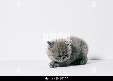 un petit chat gris exotique d'un mois dans un fond blanc isolé Banque D'Images