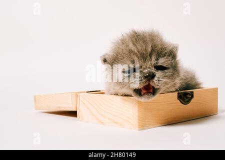 chat exotique isolé de deux semaines sur fond blanc Banque D'Images