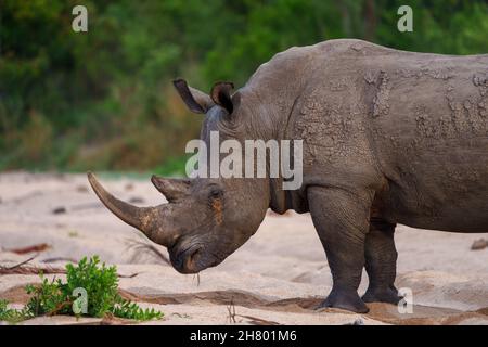 Rhinocéros blancs, rhinocéros à lèvres carrées ou rhinocéros (Ceratotherium simum) Mpumalanga.Afrique du Sud. Banque D'Images