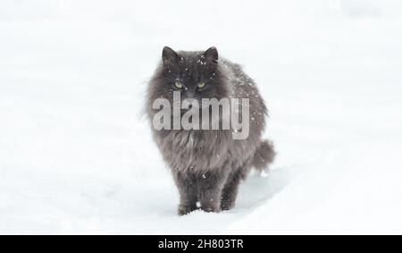 le chat gris se tient parmi les neiges blanches en hiver Banque D'Images