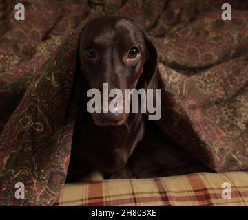 Le dachshund au chocolat aime dormir sur un oreiller et sous une couverture Banque D'Images