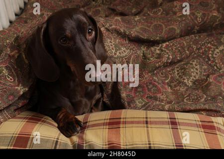 Le dachshund au chocolat aime dormir sur un oreiller et sous une couverture Banque D'Images