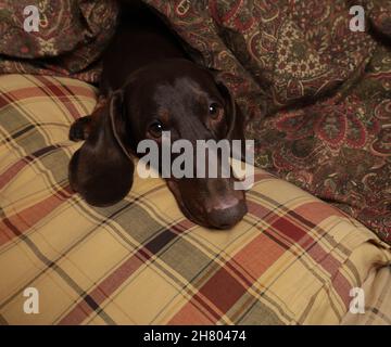 Le dachshund au chocolat aime dormir sur un oreiller et sous une couverture Banque D'Images