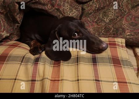Le dachshund au chocolat aime dormir sur un oreiller et sous une couverture Banque D'Images