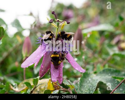 Bumblebees collectant du pollen sur un bourgeon de fleurs de Passiflora avec des gouttes de pluie propres sur de minces pétales dans le parc botanique Banque D'Images