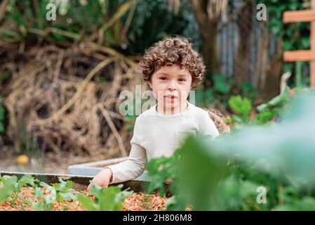 Garçon aux cheveux bouclés debout près du lit de jardin avec des pousses plantées dans la cour et regardant la caméra Banque D'Images