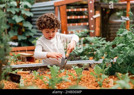 Petit garçon curieux aux cheveux bouclés avec pelle debout près du lit de jardinage tout en aidant à planter des semis Banque D'Images