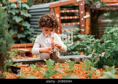 Petit garçon curieux aux cheveux bouclés avec pelle debout près du lit de jardinage tout en aidant à planter des semis Banque D'Images