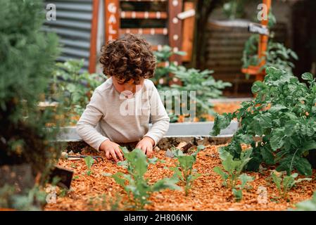 Petit garçon curieux aux cheveux bouclés avec pelle debout près du lit de jardinage tout en aidant à planter des semis Banque D'Images