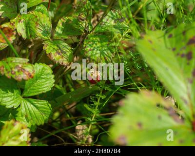 fraises sur un lit dans le village, en été Banque D'Images