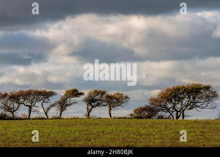 rangée d'arbres à l'horizon dans un champ sous un ciel sombre et menaçant, ciel orageux sur une ligne d'arbres d'hiver sur les terres agricoles, campagne d'hiver avec arbres. Banque D'Images