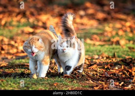 deux chats marchant dans le jardin ensoleillé d'automne parmi les feuilles mortes Banque D'Images