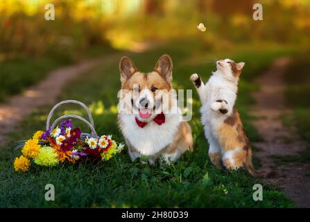 le chien et le chat amis sont assis dans le jardin d'été avec un bouquet et des papillons accrocheurs Banque D'Images