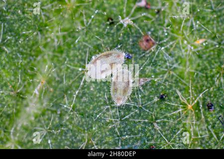 Serre blanc Trialeurodes vaporariorum puparium sur la feuille.C'est un ravageur agricole actuellement important.Un insecte sous un fort grossissement Banque D'Images