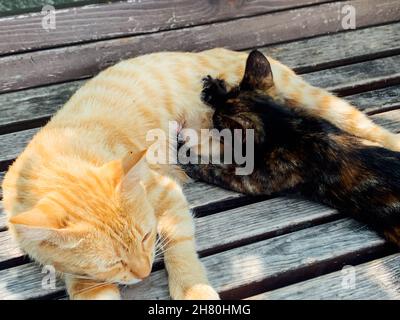 maman chat nourrit un petit chaton sombre Banque D'Images