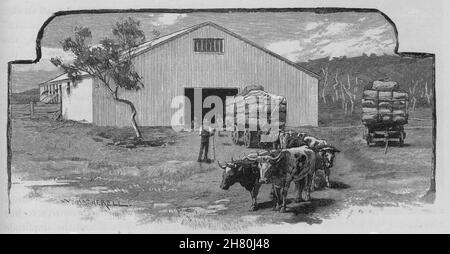 Abri de laine. L'élevage de moutons. L'Australie 1890 ancienne vintage print photo Banque D'Images