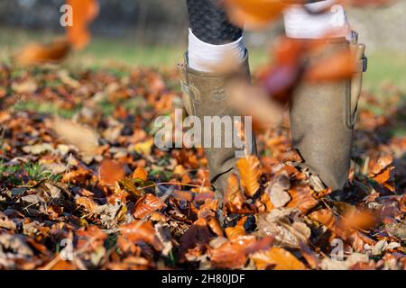 Fille de bottes wellington marchant à travers les feuilles mortes colorées en automne.North Yorkshire, Royaume-Uni. Banque D'Images