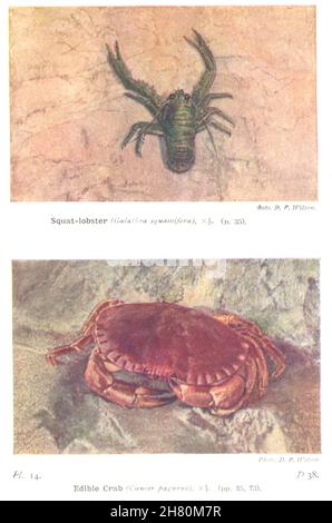 POISSON.Squat- homard (Galathea Squamifera) ; crabe comestible (cancer Pagurus) 1936 Banque D'Images