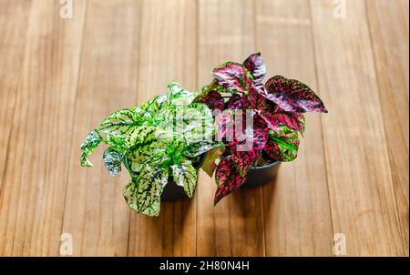 Deux Hypoestes Phyllostachya aussi connu sous le nom de plante à pois Polka.Maison Evergreen Banque D'Images