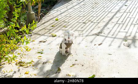 Un chiot de cinq semaines de Mastiff espagnol portant un manteau d'hiver. Banque D'Images