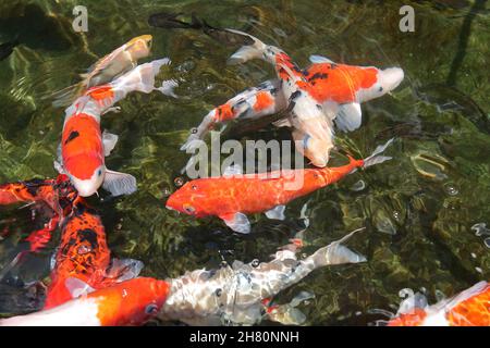 images floues de nombreux poissons et de carpes de couleur dans un étang propre Banque D'Images