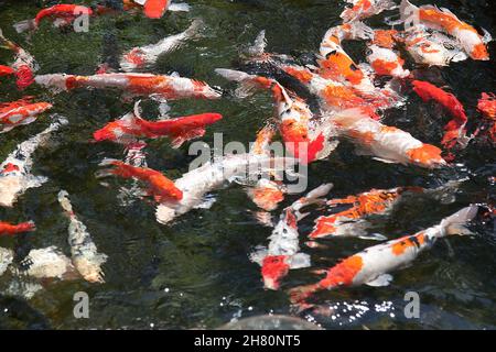 images floues de nombreux poissons et de carpes de couleur dans un étang propre Banque D'Images