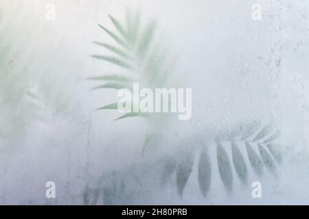 feuilles de palmier vertes derrière verre dépoli, effet brouillard Banque D'Images