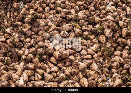 Une pile de betteraves à sucre mûres après la récolte d'automne Banque D'Images