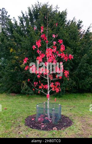 Styraciflua (Ambre liquide) avec des feuilles rouges colorées en automne planté à Kew Gardens novembre 2021 Londres Angleterre Royaume-Uni KATHY DEWITT Banque D'Images