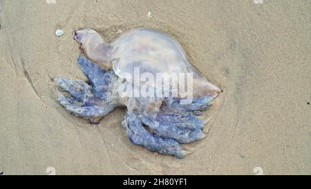 Gros plan d'un gros méduse mort sur une rive sablonneuse, d'un méduse mort jeté sur la rive de la mer, d'une catastrophe écologique, du réchauffement climatique.Nature 4K vid Banque D'Images