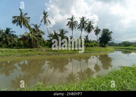 Vue sur les cocotiers sur la rive de la rivière en Malaisie. Banque D'Images