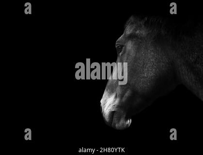 Portrait d'un cheval, isolé sur fond noir avec espace de copie.Photographie monochrome, noir et blanc. Banque D'Images