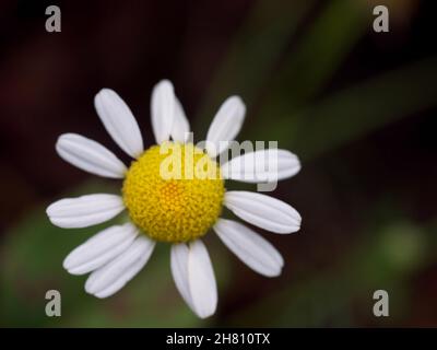 Fleur de pâquerette sur un arrière-plan flou, vue de dessus. Gros plan DAISY. Banque D'Images