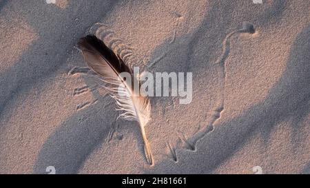 Une plume dans le sable de la plage dans la lumière chaude du soir avec le motif dessiné par le vent Banque D'Images