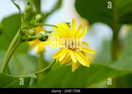 Silphium perfoliatum, plante de tasse.Fleurs jaune vif Banque D'Images