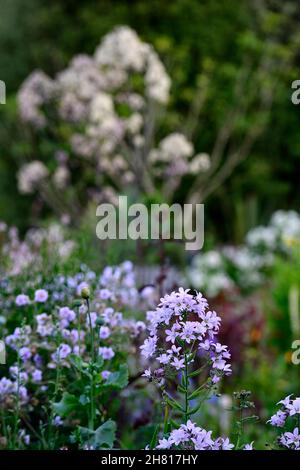 Campanula Lactisflora variété de Prichard,fleurs violet-bleu en forme de cloche,fleurs,fleurs,vivaces,jardin de cottage,jardins,RM Floral Banque D'Images