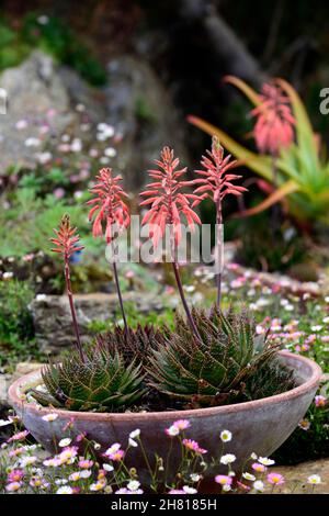 Aloès,aloès,plante succulente robuste,fleurs rose corail,fleur,floraison,aloès en pot,pots,jardinage en pots,RM Floral Banque D'Images