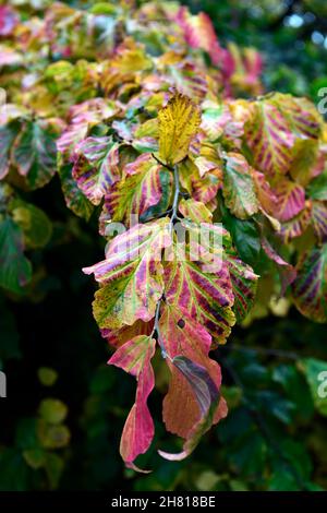 Parrotia persica,Perse Ironwood Tree,feuilles d'automne,feuillage d'automne,automne,couleur d'automne,couleurs,automnal,jardin,automne dans le jardin,RM Floral Banque D'Images