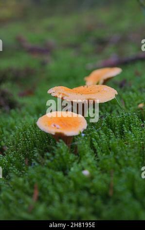 Fausse chanterelle (Hygrophoropsis aurantiaca), champignons Banque D'Images