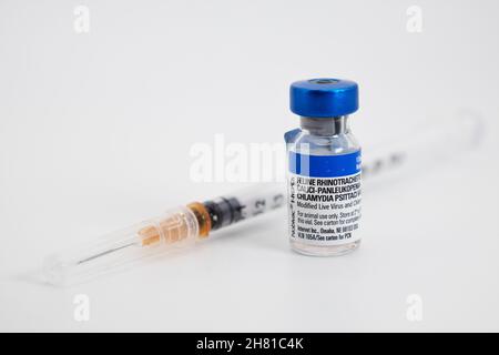 Un flacon de rhinotrachéite féline (fvr) calici-panleucopénie vaccin chlamydia psittaci et une seringue. Banque D'Images