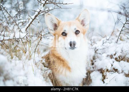 Welsh Corgi Pembroke, portrait dans la neige Banque D'Images
