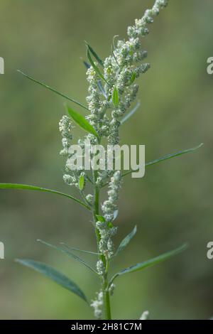 Weißer Gänsefuß, Blüten, Blüte, Gänsefuß,Gänsefuss, Gänsefuss, Gänsefuß, Ackermelde, Melde,Falsche-Melde, album de Chenopodium, l Banque D'Images