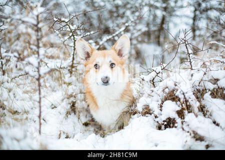 Welsh Corgi Pembroke, portrait dans la neige Banque D'Images
