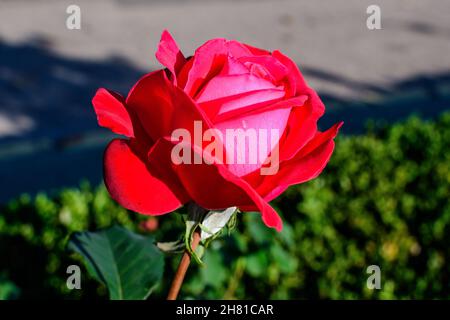 Gros plan sur une délicate rose rouge vif et des feuilles vertes dans un jardin dans une belle journée d'été, magnifique extérieur floral fond photographié avec humour Banque D'Images