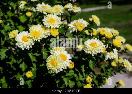 De nombreuses fleurs de Chrysanthemum x morifolium jaune vif et blanc et de petites fleurs vertes dans un jardin dans un beau jour d'automne, belle et colorée de la ba extérieure Banque D'Images