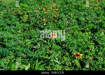 De nombreuses fleurs Gaillardia vives, jaunes et rouges, connues sous le nom de fleurs blanchet, et des feuilles vertes floues en douceur, dans un jardin en été ensoleillé Banque D'Images