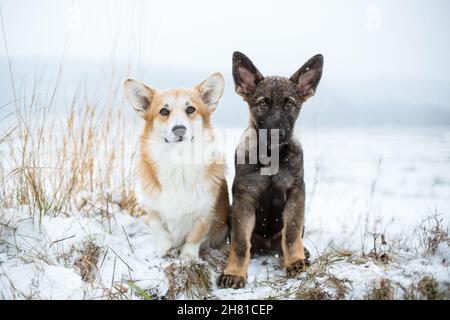 Deux chiens, un Corgi gallois Pembroke et un Berger allemand, assis dans la neige Banque D'Images