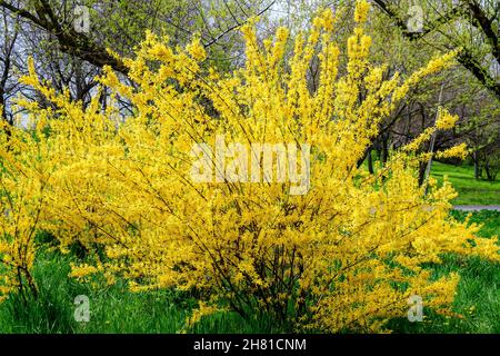 Grandes branches d'un grand buisson de fleurs jaunes de Forsythia plante connue sous le nom d'arbre de Pâques, ou arbuste dans un jardin dans un jour ensoleillé de printemps, backgroun floral Banque D'Images